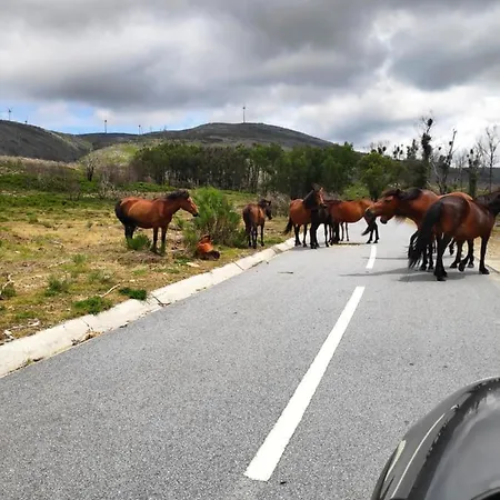 Canastro Do Vidoeiro בית כפרי