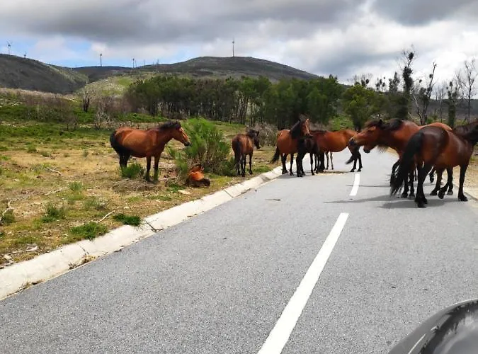 Canastro Do Vidoeiro Εξοχικό σπίτι